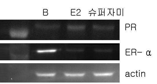 슈퍼자미벼의 MCF-7 cells에서 PR과 ER-α 단백질 발현에 대한 영향.*B:control,E2:17ß-estradiol10pμ,슈퍼자미:슈퍼자미벼 50ppm
