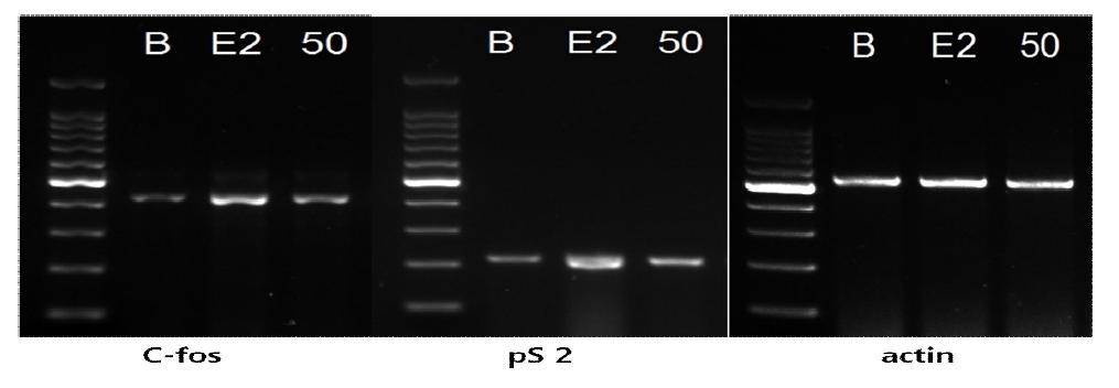 추청벼의 MCF-7cell에서 c-fos와 pS2mRNA 발현에 대한 영향 *B:control,E2:17ß-estradiol10pμ,추청:추청벼 50ppm