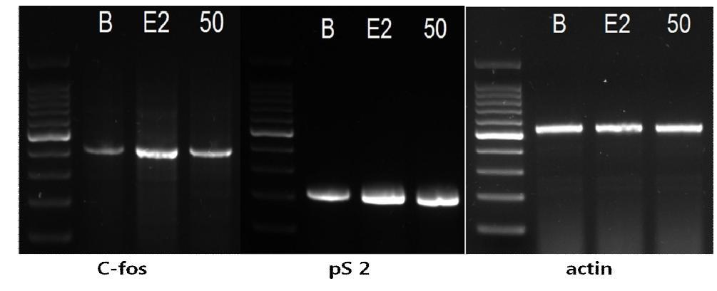 큰눈자미벼의 MCF-7cell에서 c-fos와 pS2mRNA 발현에 대한 영향 *B:control,E2:17ß-estradiol10pμ,50:큰눈자미벼 50ppm