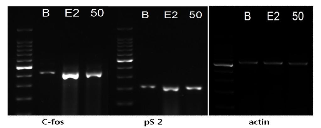 슈퍼자미벼의 MCF-7cell에서 c-fos와 pS2mRNA 발현에 대한 영향 *B:control,E2:17ß-estradiol10pμ,50:슈퍼자미벼 50ppm
