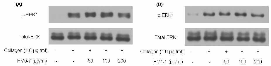 Determination of total-Erk and phospho-Erk. Washed platelets were stimulated with collagen (1.0㎍/㎖) in the absence or the presence of HM1-1(HYM-056) or HM0-7(HYM-055) (50-200㎍/㎖) under stirring condition