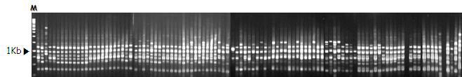 RAPD-PCR profiles derived from H . marmoreus with URP-PCR primer URP 1F