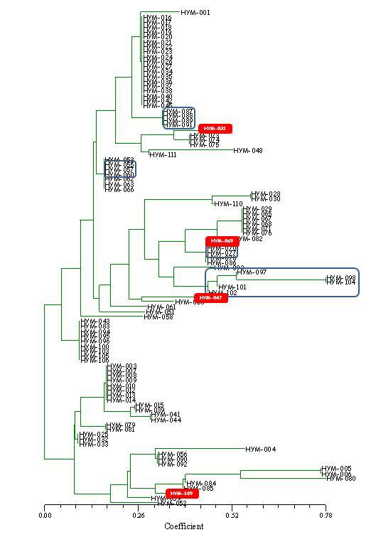 Phylogenetic tree of H . marmoreus or L. ulmarium produced by URP 1F primers