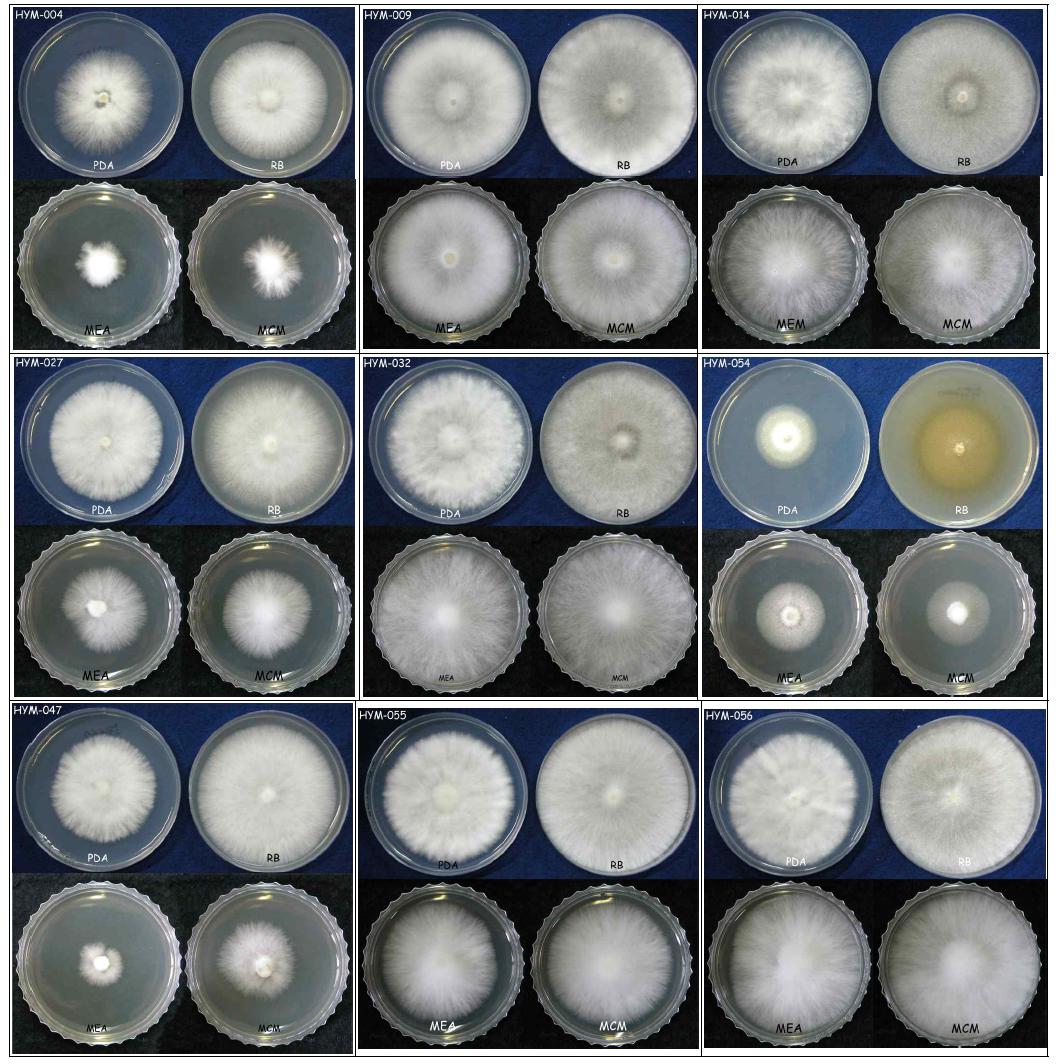 Mycelial colonies of H . marmoreus isolates on the various agar media