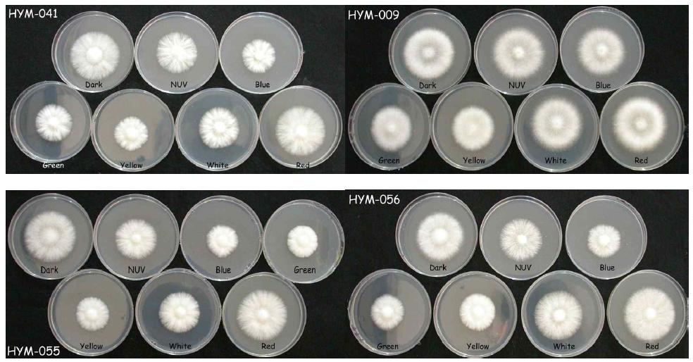 Mycelial colonies of H . marmoreus isolates under the various light sources