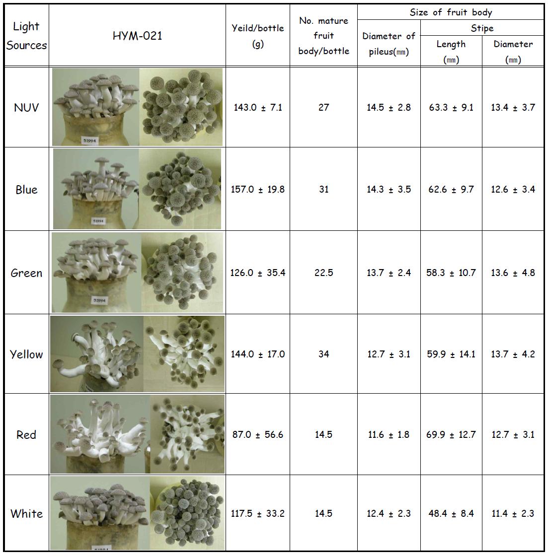 Characteristics and yield of H . marmoreus isoalte HYM-021 fruit bodies grown under the various light sources