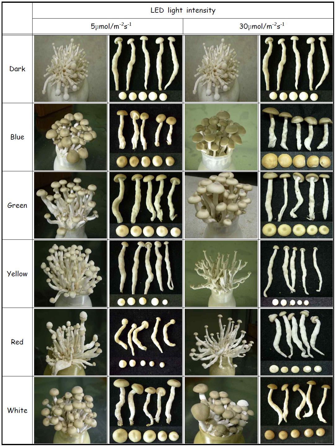 Effect of LED light illumination after mycelium scratching on the morphology of fruit body of H. marmoreus