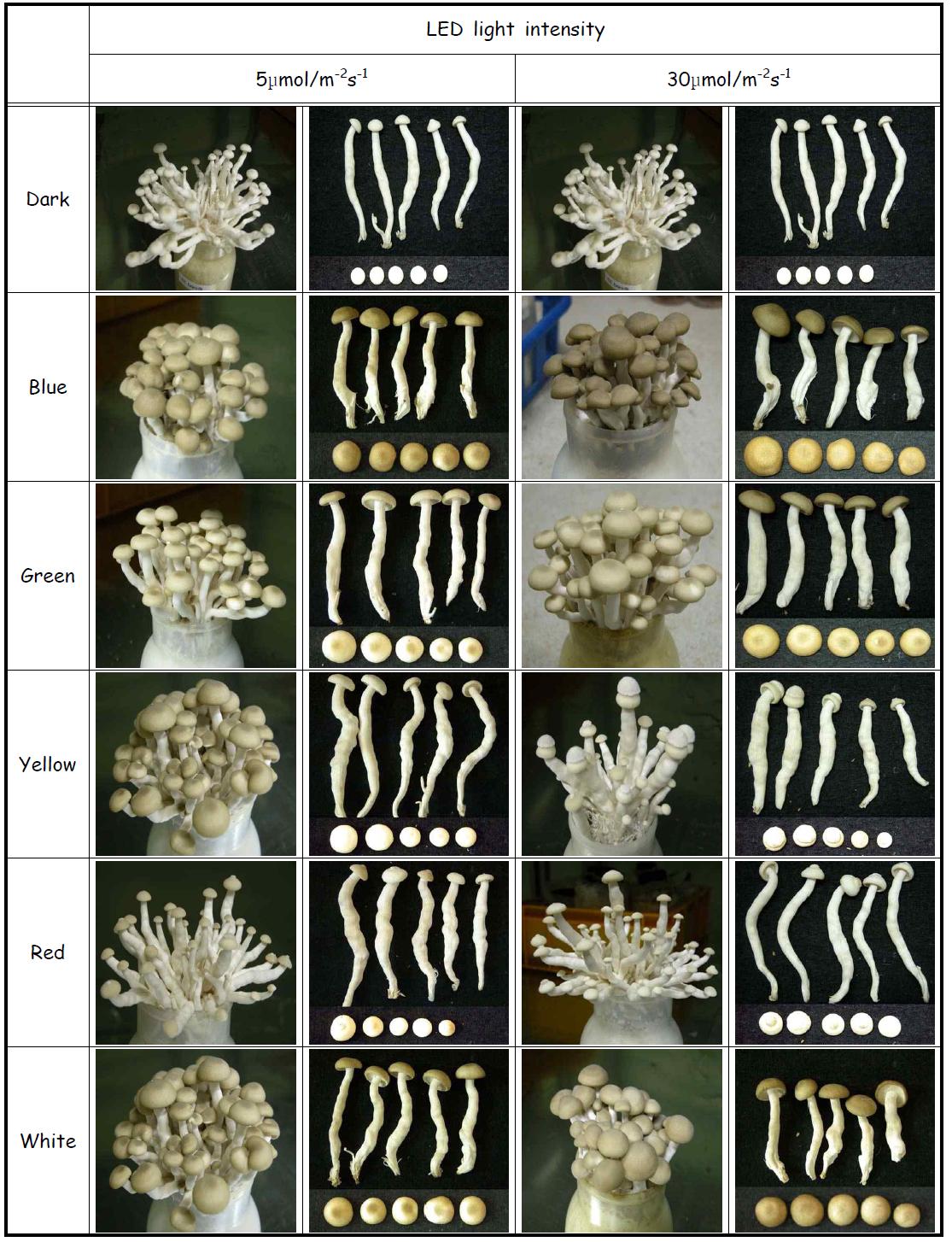 Effect of LED light illumination after formation of fruit body primordium on the morphology of fruit body of H. marmoreus