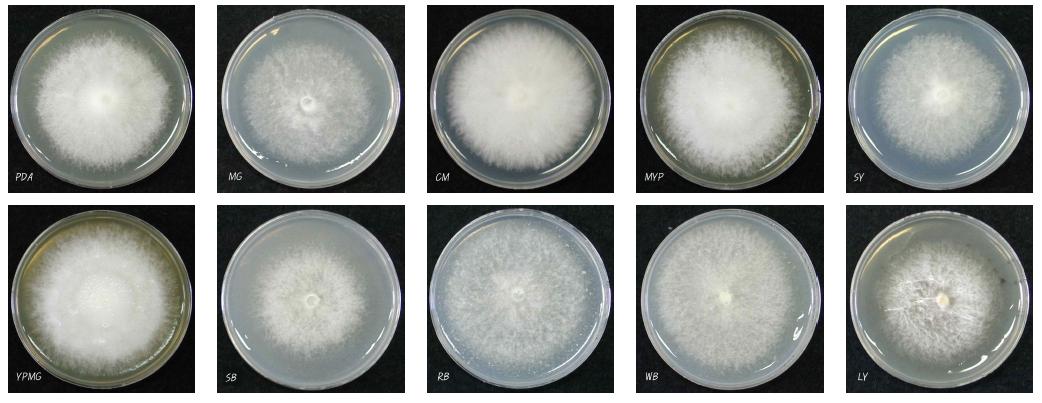 Mycelial colony of isolate HYM-106 on the various media at 25℃ for 10 days