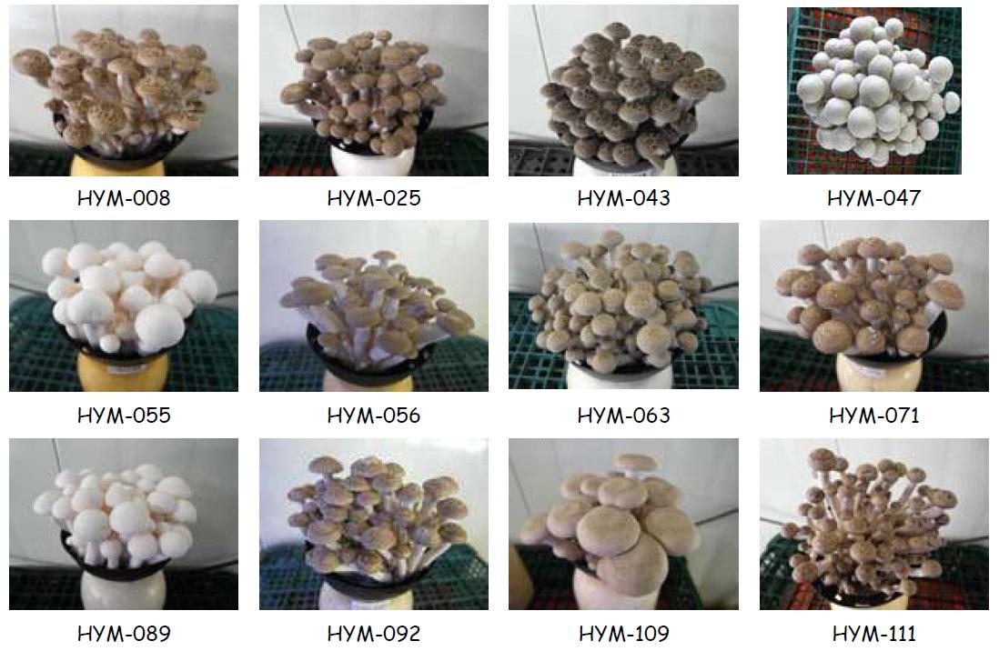 느티만가닥버섯 농가실증재배한 자실체 형태