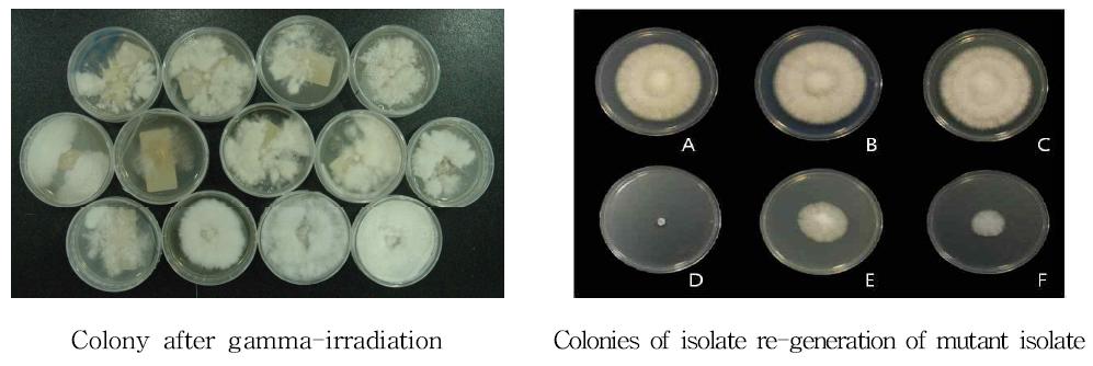 Colony characteristics of mutant and the re-generated colony of H. marmoreus inducted by gamma-irradiation on PDA