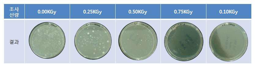 느티만가닥 원형질체의 방사선 조사에 따른 재생율