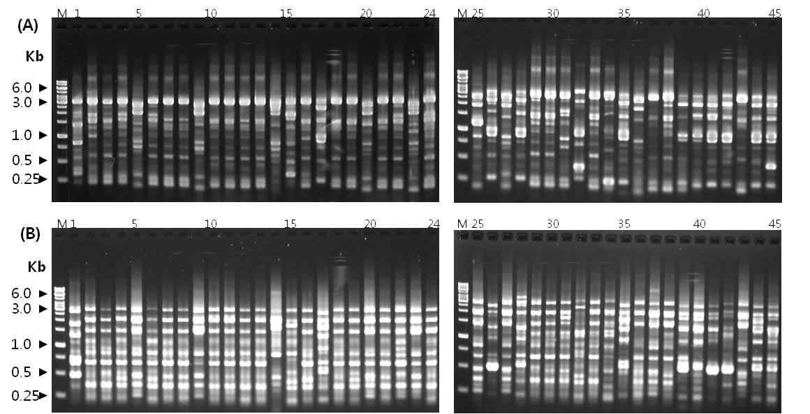 RAPD-PCR profiles derived from H . marmoreus with URP-PCR