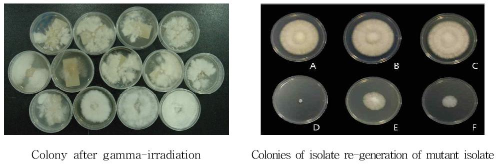 Colony characteristics of mutant and the re-generated colony of H . marmoreus inducted by gamma-irradiation on PDA