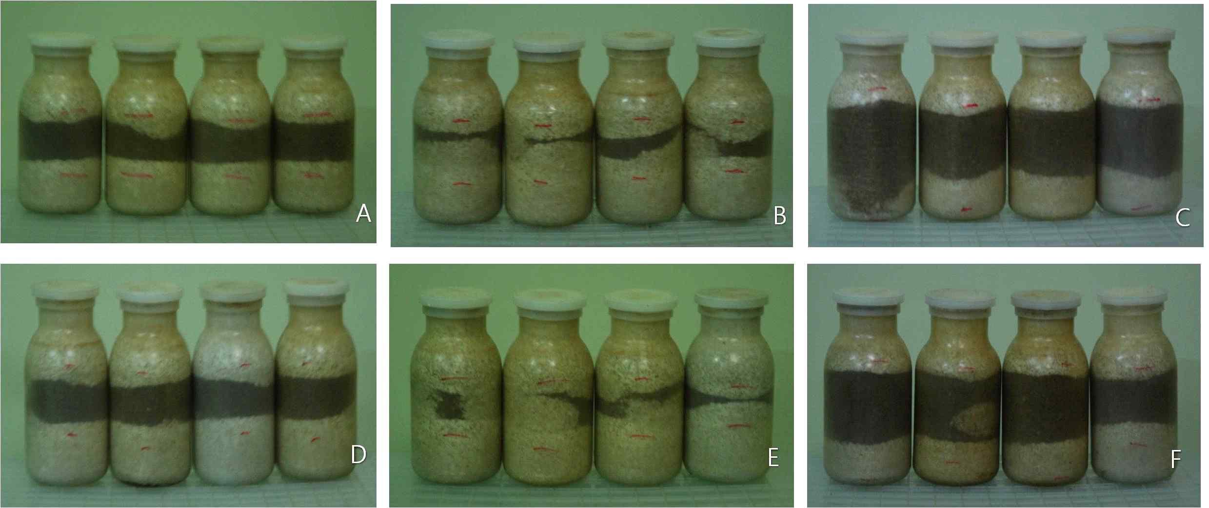 Mycelial growth of mutant isolated on the sawdust media