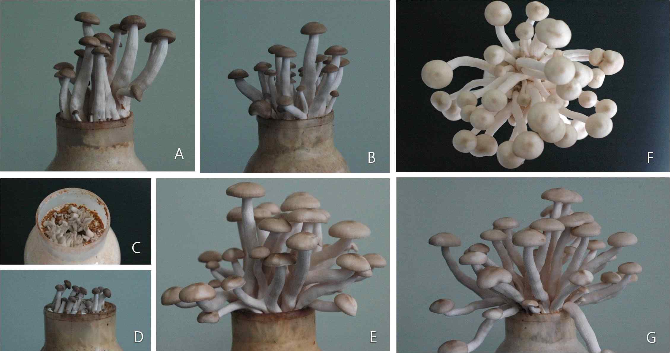 Morphological characteristics of mutanted isolates on the saw-dust medis