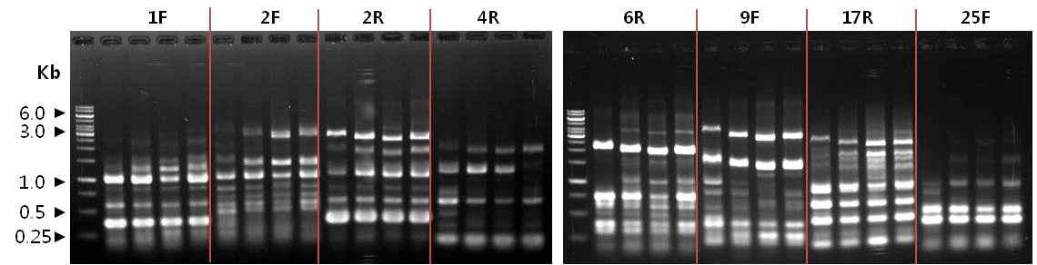 RAPD-PCR profiles of M1 generation of H . mamoreus with URP primer URP-2R