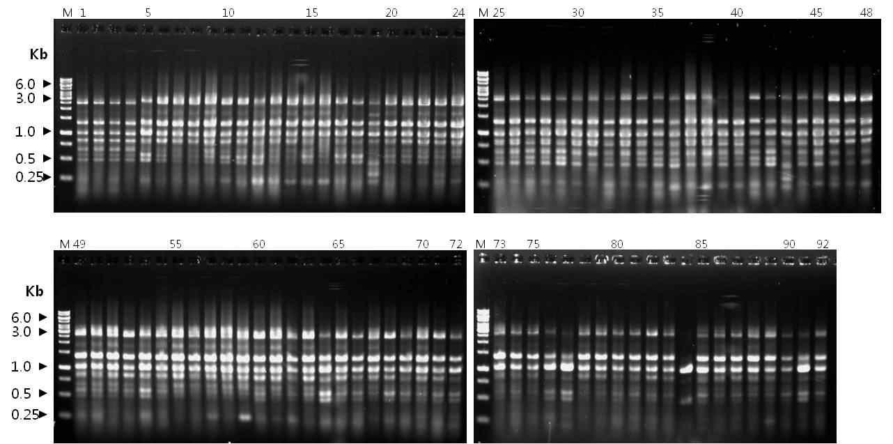 RAPD-PCR profiles of M1 generation of H . mamoreus with URP primer URP-2F