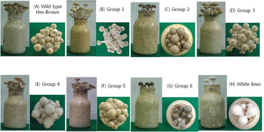 Morphological characteristics of mutanted isolates on the saw-dust medis