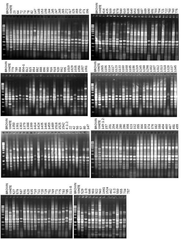 RAPD-PCR profiles of M2 generation of H . mamoreus with URP primer URP-2F