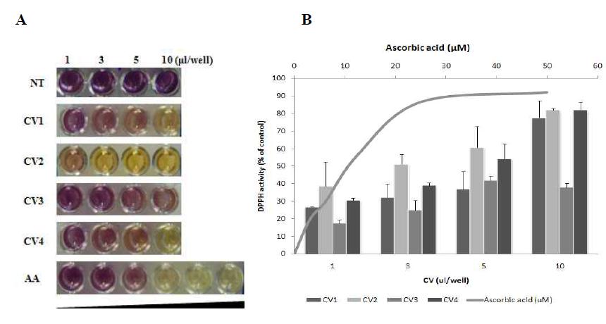 The free radical scavenging activity of chaff vinegar (CA; CA1, chaff vinegar; CA2, wood vinegar; CA3, red ginseng + chaff vinegar; CA4, rosemary + chaff vinegar) against DPPH radical. CA with a DPPH solution (A) and measurement of DPPH activity (B). Error bars represent standard deviation (n=3)