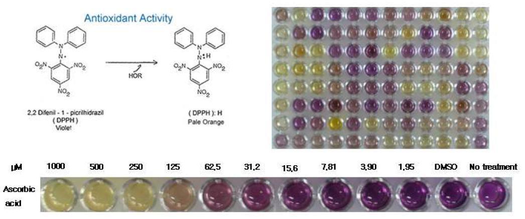 DPPH 항산화 활성 실험 원리 및 ascorbic acid를 이용한 항산화 실험