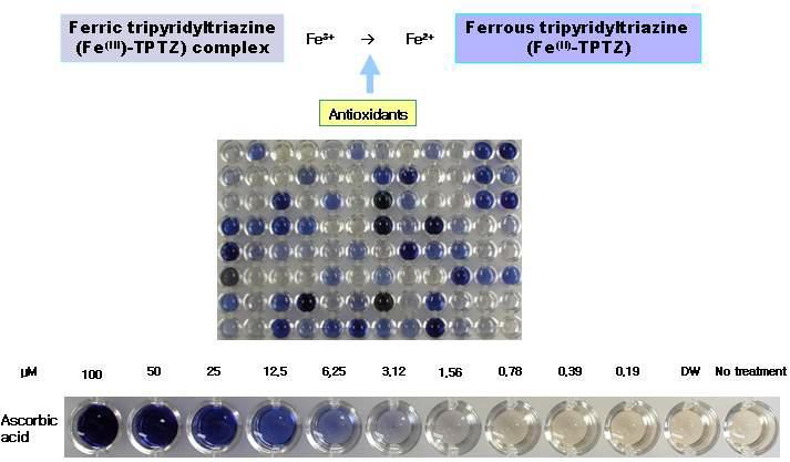 FRAP 항산화 활성 실험 원리 및 ascorbic acid를 이용한 항산화 실험