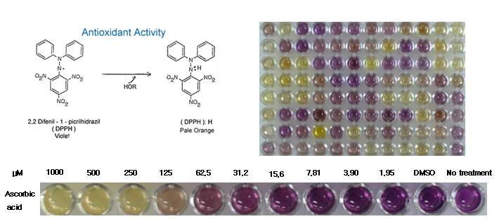 DPPH 항산화 활성 실험 원리 및 ascorbic acid를 이용한 예제