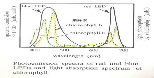 LED파장과 광합성 시 식물의 빛 흡수