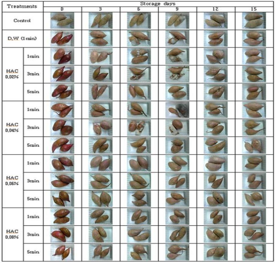 Changes in shape of sweetpotato during storage at 10℃ after HAC treatments