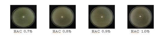 Anti-mold effectofvarious concentrations ofHAC by paperdiskmethods