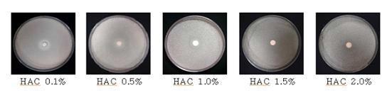 Anti-mold effectofvarious concentrations ofHAC by paperdiskmethods