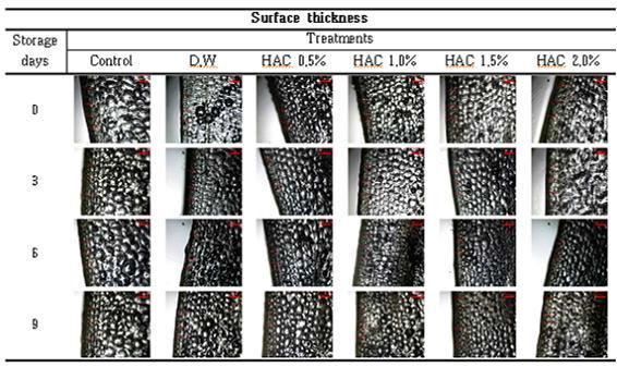 Changesinmicroscopicshapeofonionskinduringstorageat10℃ afterHACtreatments