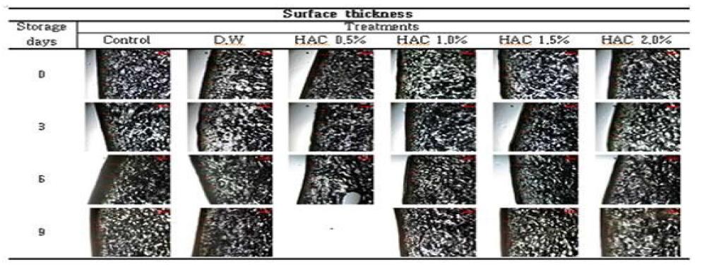 Changesinmicroscopicshapeofappleskinduringstorageat10℃ afterHACtreatments