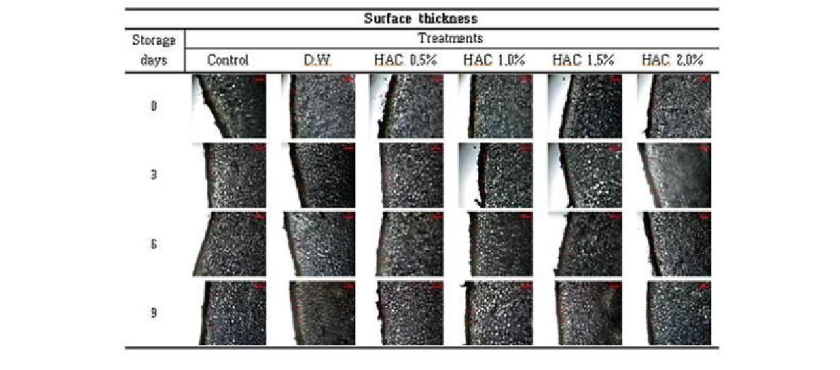 Changesinmicroscopicshapeofpototoskinduringstorageat20℃afterHACtreatments