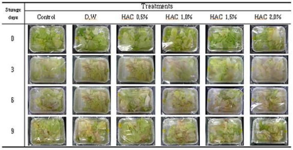 Changes in shape oflettuce during storage at10℃ after HACtreatments