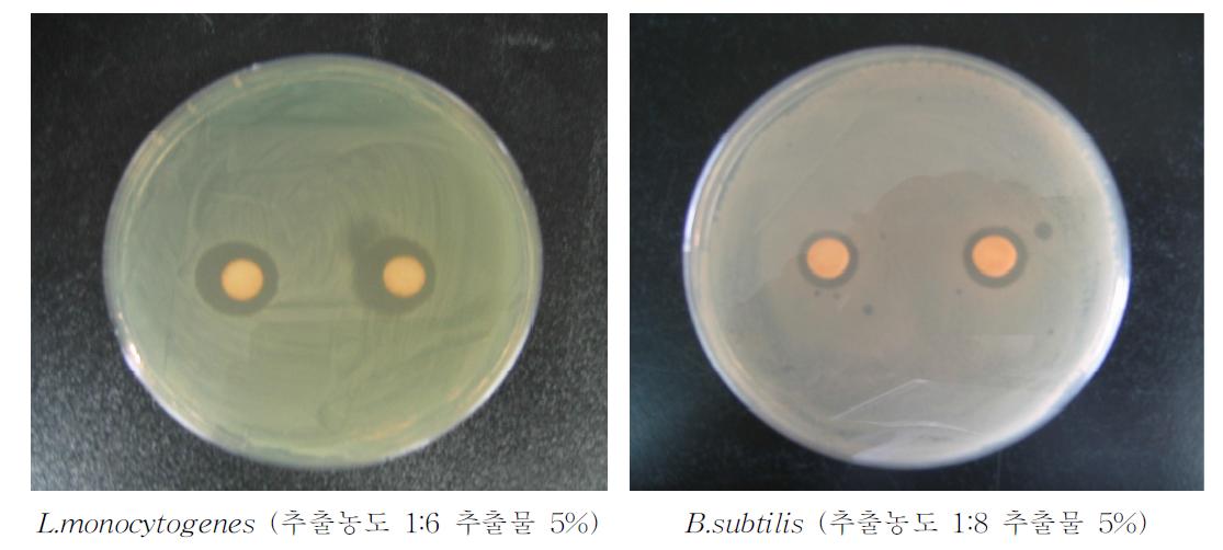 에탄올 용매 생강추출물의 항균성 평가(L.monocytogenes,B.subtilis)