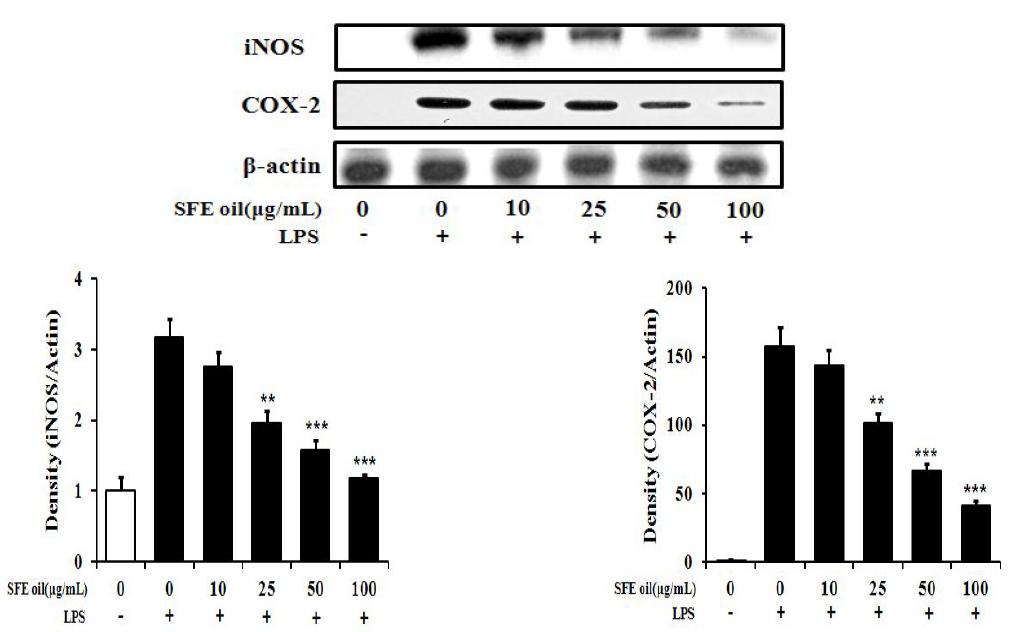 Effects ofSFE oilfrom ginger on the expression of iNOS and COX-2 protein in LPS-stimulated Raw 264.7 cells.TheRaw 264.7cells(1×106 cells/mL)were incubated24h and then pretreatedwith SFE oilin thepresenceorabsenceofLPS (100 ng/mL)for24h.Equalamountsoftotalprotein wereresolved by SDS-PAGE.Thedata representthemean± SD ofthreeseparateexperiments.*Valuesaresignificantlydifferent from control(**p<0.01,***p<0.001)