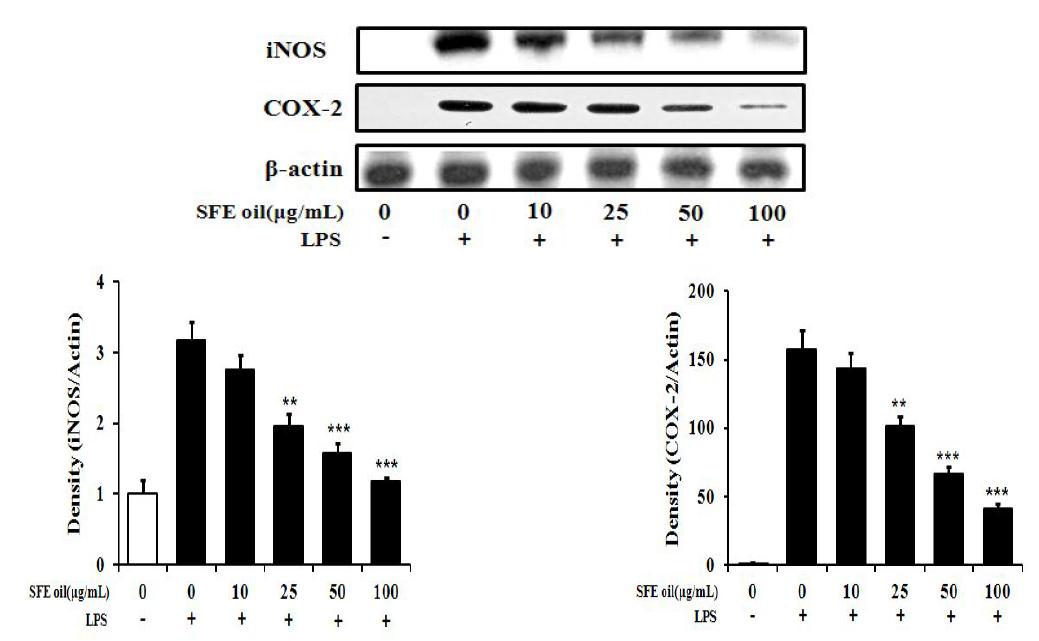 Effects ofSFE oilfrom ginger on the expression of iNOS and COX-2 protein in LPS-stimulated Raw 264.7 cells.TheRaw 264.7cells(1×106 cells/mL)were incubated24h and then pretreatedwith SFE oilin thepresenceorabsenceofLPS (100 ng/mL)for24h.Equalamountsoftotalprotein wereresolved by SDS-PAGE.Thedata representthemean± SD ofthreeseparateexperiments.*Valuesaresignificantlydifferent from control(**p<0.01,***p<0.001)