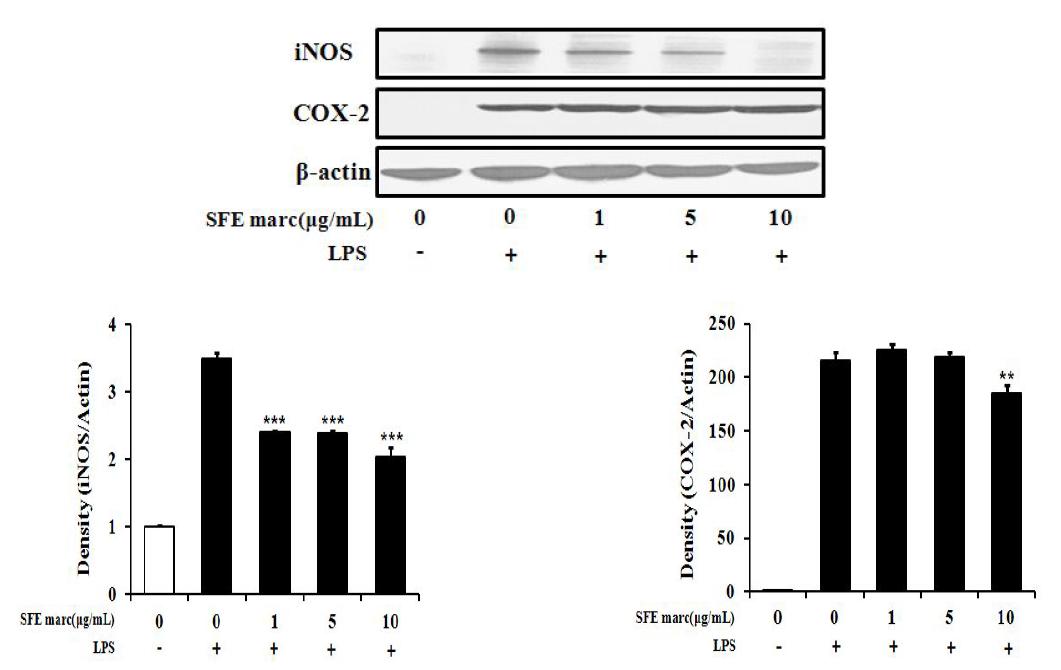 Effectsofethanolextractin SFE marcfrom gingeron theexpression of inSand COX-2 protein in LPS-stimulated Raw 264.7 cells.The Raw 264.7 cells (1×106 cells/mL)wereincubated 24hSand then pretreated withSSFE marcextractin the presenceorSabsenceofLPS (100 ng/mL)forS24 h.Equalamountsoftotalprotein were resolvedbySSDS-PAGE.Thedatarepresentthemean±SSD ofthreeseparateexperiments. *Valuesaresignificantlydifferentfrom control(**p<0.01,***p<0.001)