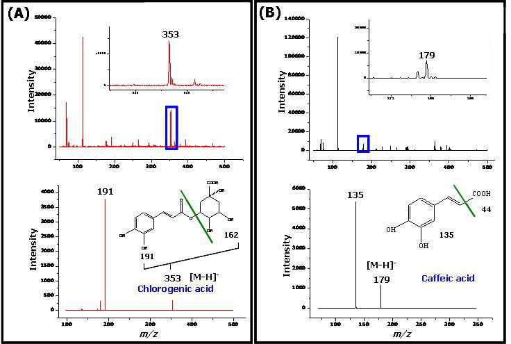 미나리 추출물 HPLC 분석 결과에서 높은 intensity를 보였던 두 피크의 MS, MS/MS 분석 결과 (A)chlorogenicacid,(B)caffeicacid