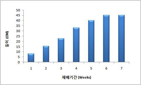 밀순의 생육 주차별 초장