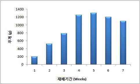 밀순의 생육 주차별 중량