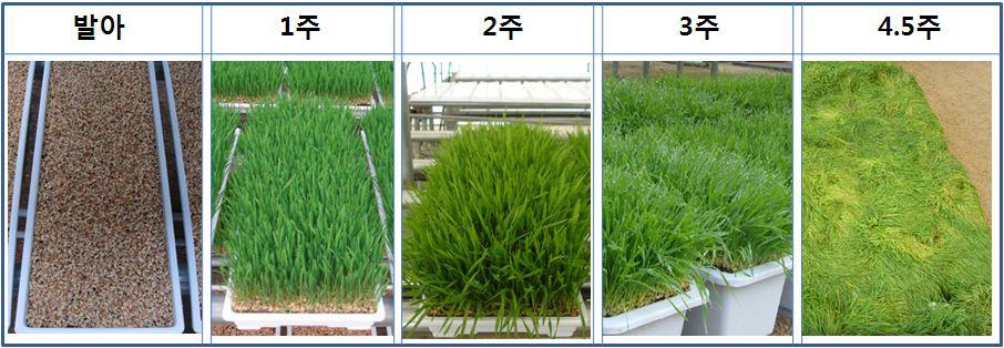밀순의 생육 주차별 사진