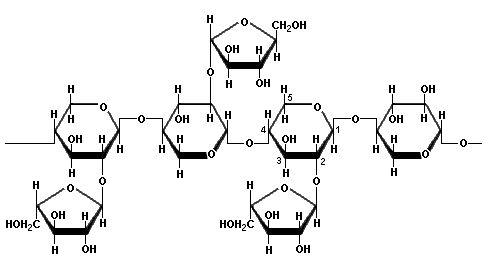 밀순에서 분리․정제된 기능성물질 arabinoxylan의 구조
