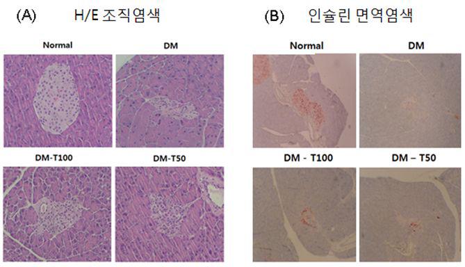 STZ으로 유도된 제1형 당뇨병 실험동물에서 밀순 추출물의 투여량에 따른 췌장 Islets(A)과 인슐린생산 베타세포 (B)의 재생에 미치는 효과