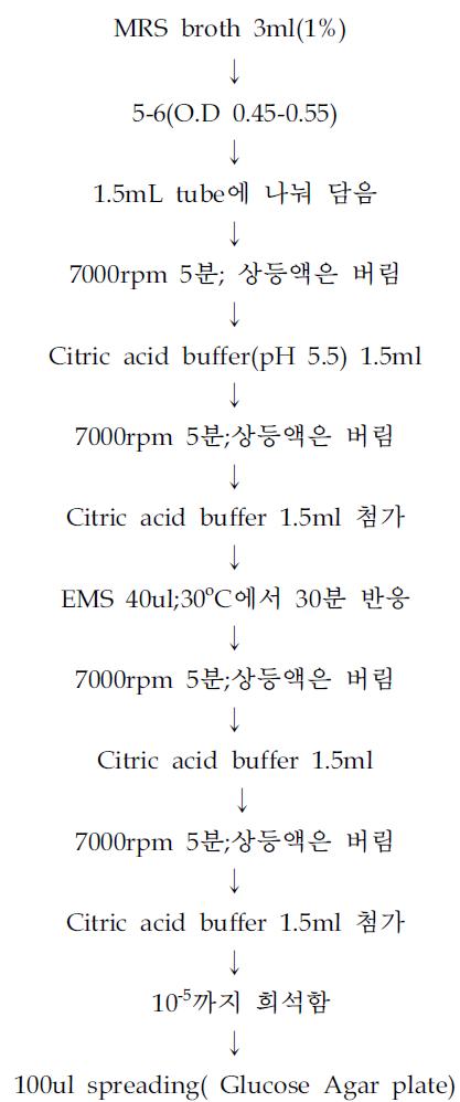 Leuconostoc유산균의 돌연변이 균주 선발을 위한 EMS처리 방법