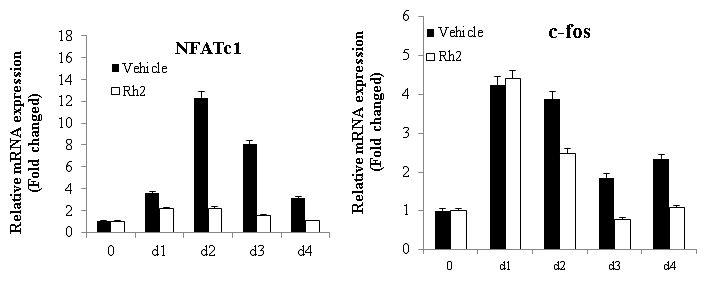 Effect of Rh2 on NFATc1 and c-Fos expression