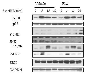 Effect of Rh2 on MAPK signaling