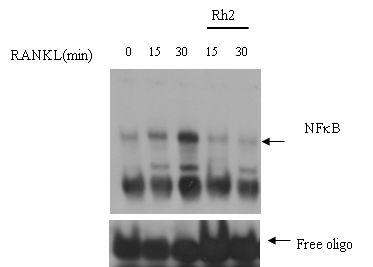 EMSA analysis for Rh2 effect on NF-kB